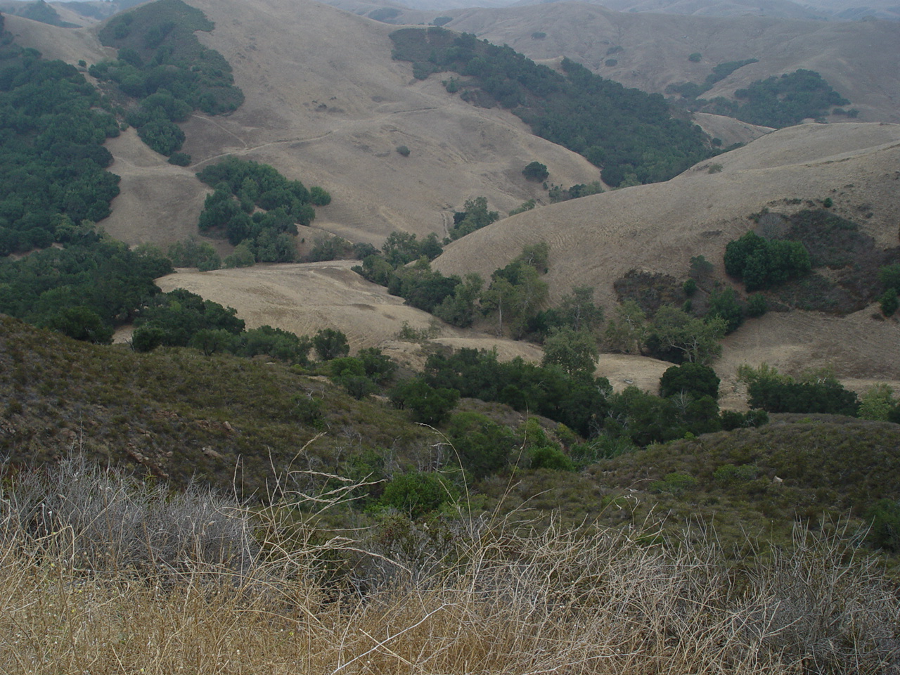 California hill 1.JPG